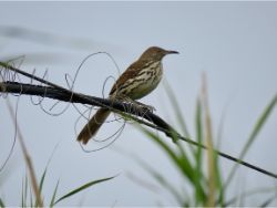 Long-billed Thrasher